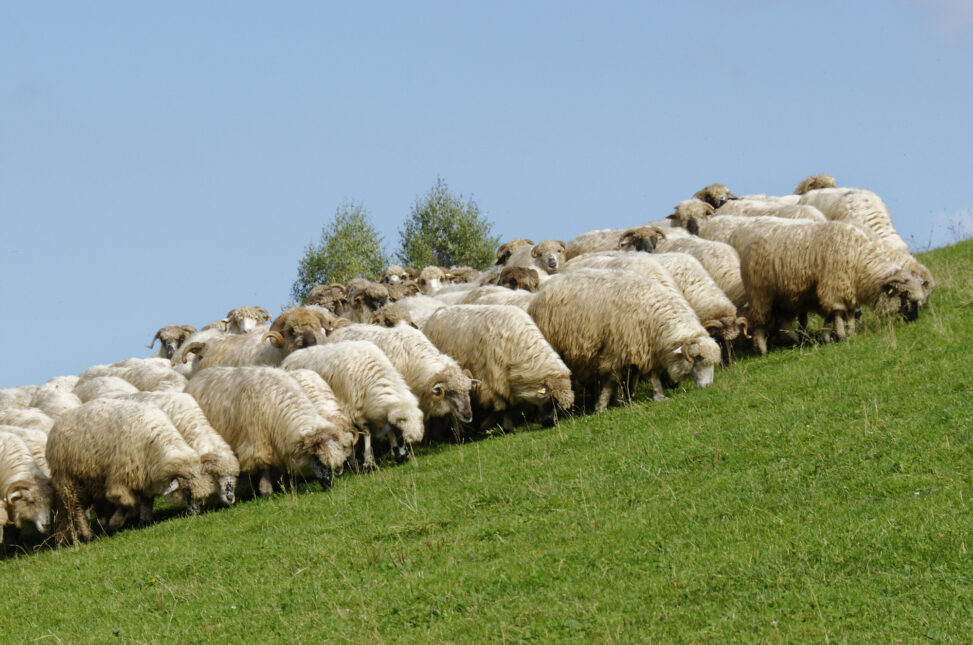 Romanian sheep form a happy blob