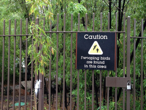Locked fence with sign that says "Caution: Swooping birds are found in this area."